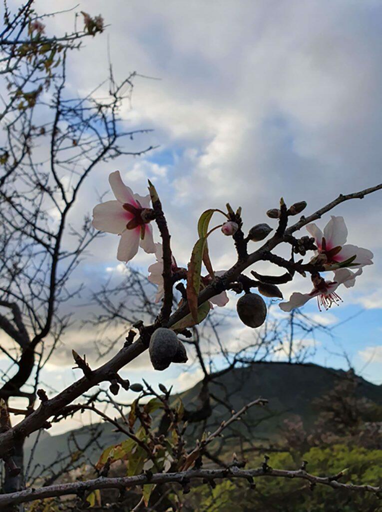 LP-Almond-Trees-27-01-20-4
