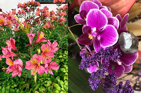 News-June-20-Flowers