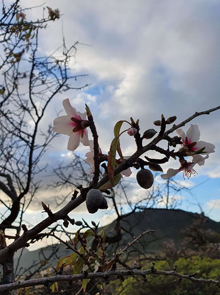 LP-Almond-Trees-27-01-20-4