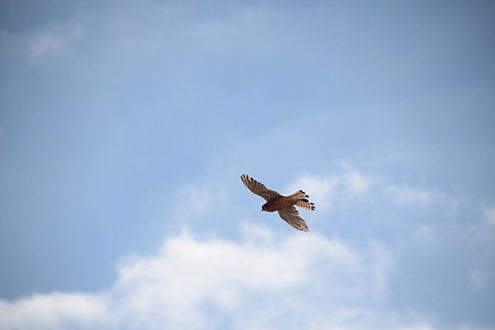 News-June-20-Eagle